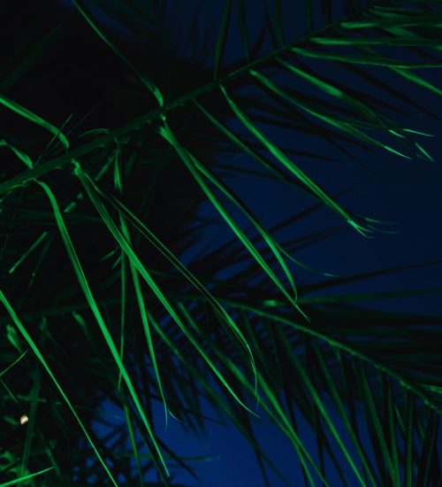 kaboompics_illuminated-palm-trees-5233