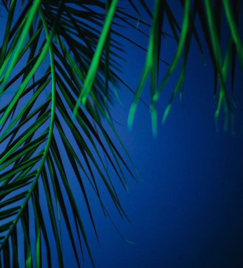 kaboompics_illuminated-palm-trees-5237